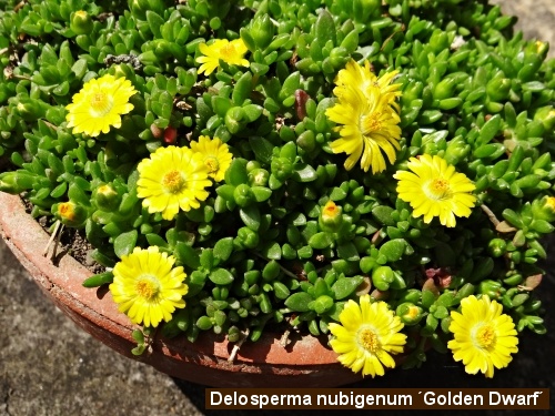 Delosperma v m�se